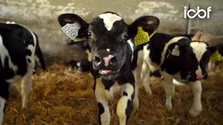 How Sire Advice Is Powering Smarter Breeding in Co. Kerry