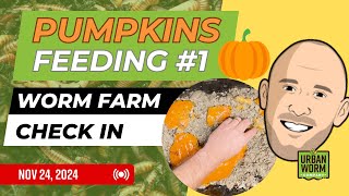 Pumpkin Time! Weekly Worm Farm Check In Nov 24, 2024