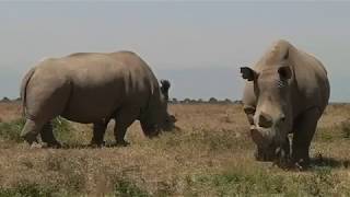 SUDAN, LAST NORTHERN WHITE RHINO