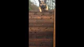 Peter Branch Dog Training