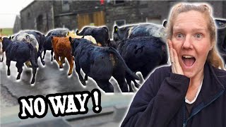 Weaning Day Turns Into a MASSIVE Payday!!