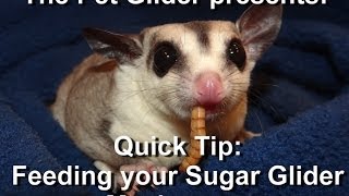 How to Feed a Sugar Glider Mealworms