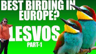 Birding in Lesvos – Part 1: Is This Europe’s Best Birding Spot?