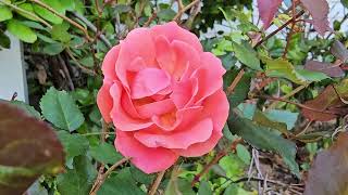Pink Coral Rose in Spring Breeze 🌹 | 1HR 7MIN Calm Spring Music for Relaxation, Prayer, Study & Work