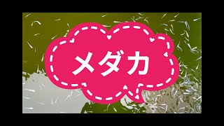 メダカ飼育工事中 ||メダカが元気です  || Life with medaka || Medaka breeding under construction #medaka #viralvideo