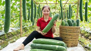 TIMELAPSE - Harvesting 1000+ Green Squash & Picking Bitter Melon Goes to Maket Sell | Han Harvesting