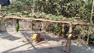 আমাদের ছাদে লাউ গাছ লাগিয়েছি, কিন্তু ফল ধরেনি এখনো ।