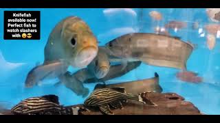 Knifefish! Great for watching slashers with! Swimming to dark music