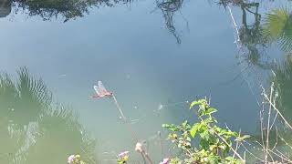 Dragonfly 2 #turkey #travel #fethiye #mediterranean #summer #dragonfly