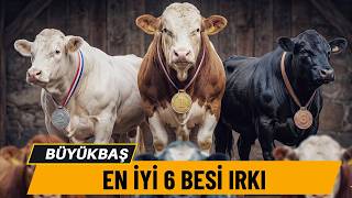 Türkiye's 6 Most Profitable Imported Beef Breeds #simmental #angus #limousine #livestock #farm