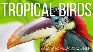 COLORFUL RAINFOREST BIRDS in 4K | Exotic Tropical Birds