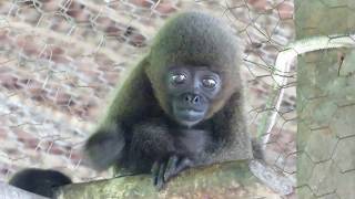 Special baby Woolly Monkey will break your heart