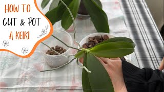 How to Separate and Pot a Keiki (Baby Orchid)