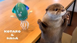 Otters Meet Dancing Squid Toy and Find It FISHY