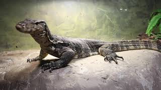 Reptilia - Meet The Animals - Friday