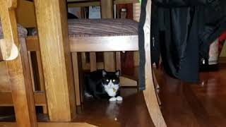 Pictures of our pets #2