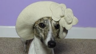 Whippet Winter Dress Up (Music Video)