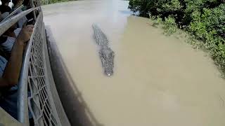 Biggest Crocodile : Top 12 Crocodile Encounter of all time| Saltwater Crocodile Attack People