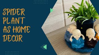 How to use spider plant as a cute home decor #spiderplant #homedecor #waterpropagation