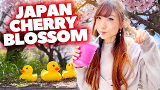 Japan Cherry Blossom - You Must Know These