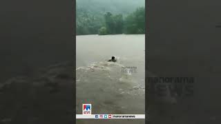 Big logs flowed in;  Young people swim and climb a tree: Pathanamthitta Sitathot tree catch..