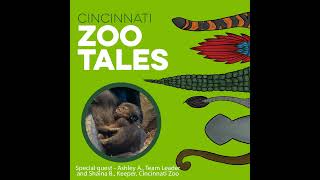 Baby Gorilla Update from the Cincinnati Zoo Care Team