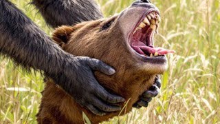 Introducing a Predator to Kill a Grizzly Bear Is Just Insane