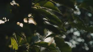 Nature Video Copyright Free [45] #shorts