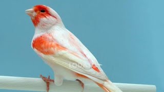 mosaic canary singing video