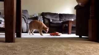 Trolling my cat with a radio control car