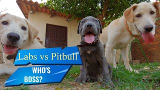 SLOW MOTION | Pitbull vs Labradors