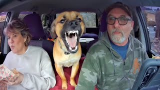 When You Live with a Comedian Dog 😂 Funny Dog and Human Videos