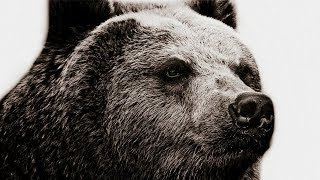 Bear - Motivational Video