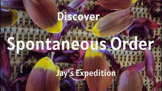 Jay's Expedition – Spontaneous Order (Official Music Video | Downtempo Electronica)