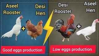 Aseel and desi cross breed result | eggs production of aseel and desi cross breeding #chicken 