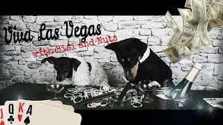 Dogs in Casino GAMBLING ?!