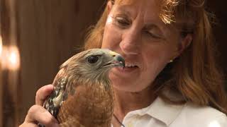 911 WILDLIFE RESCUE,  Teaser for Reality TV Series