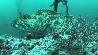 Point Lobos 10 Oct 2015  First Dive