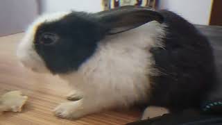 Cute 🐇🐰🥰 Rabbit #bunny 😍 Eating 😋