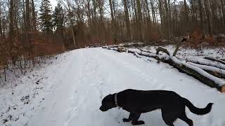 Mental Mojo Media: 1/12Winter Wonderland: Relaxing Snow Walk with Dogs   4K