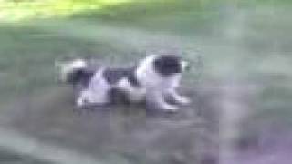 Dog humps floor