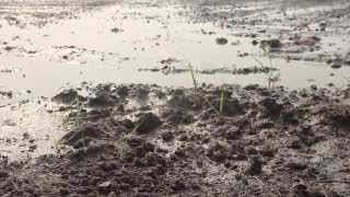 Sekinchan: Scarcity of The Land of Plenty