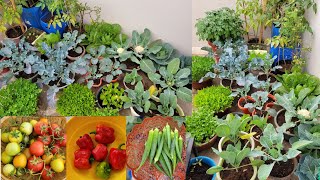 How to grow vegetables at home || Massive Harvesting
