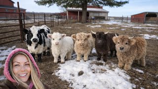 I Bought My First Mini Cow! 