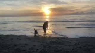 Dogs On The Beach [MUSIC VIDEO] - Dreamy Pop Rock With Lots Of Delay And Reverb