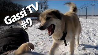 Gassi TV #09 - Lernen loszulassen
