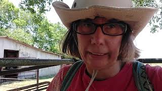 Cow Day in Texas
