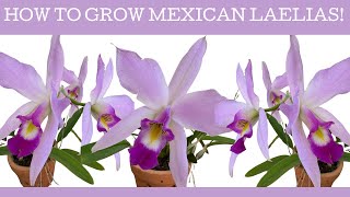 How to grow Mexican cool climate Laelias!