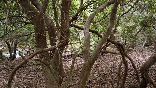 A Perfect Microclimate: Supporting Ancient Hardwoods and a Lush Fern Forest