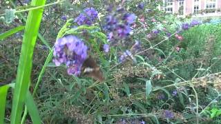 Critercam: Epargyreus clarus 08-27-14